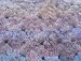 detail_512_GEDC1463.JPG